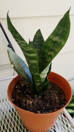 Sansevieria Laurentii Snake Plant