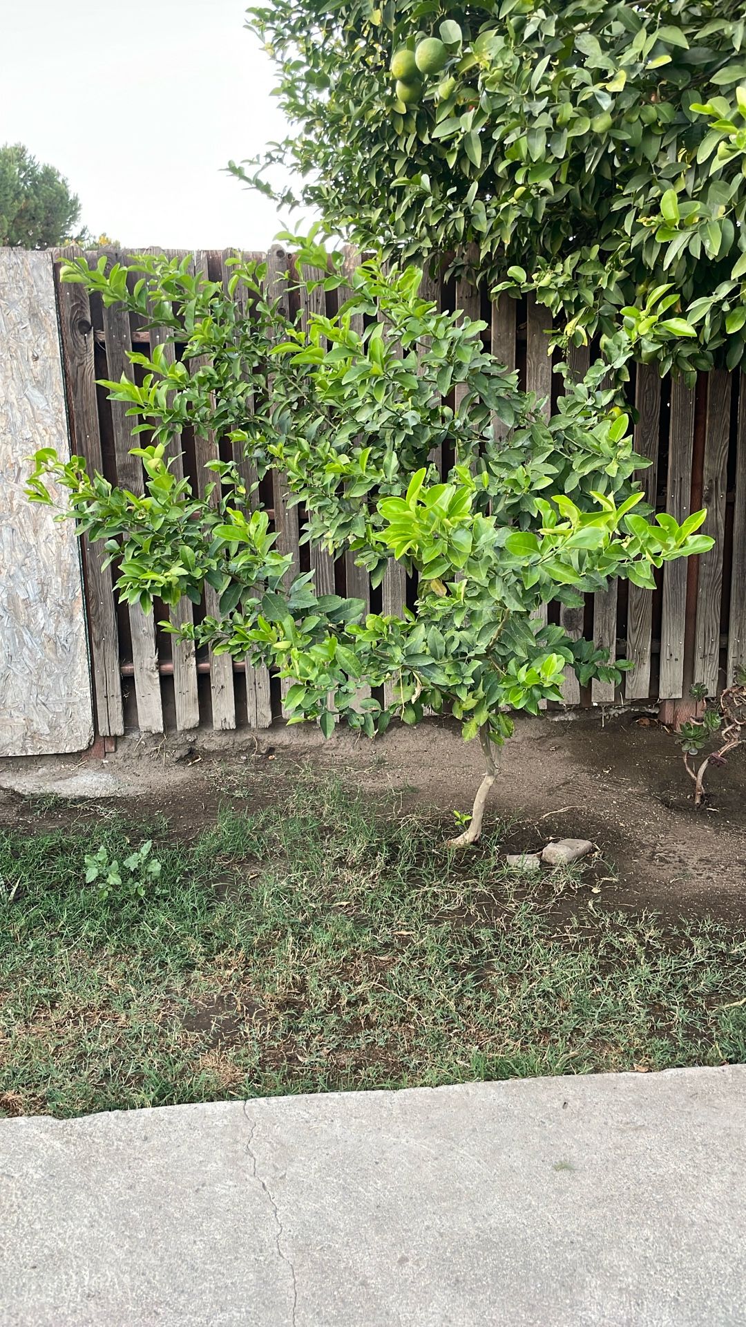 Arbol Lemon Amarillo