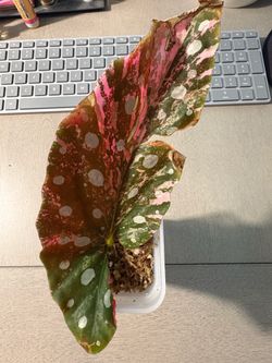 Rooted Leaf Cutting Pink Variegated Begonia Maculata