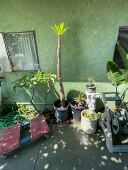 Pachypodium lamerei ( Madagascar Palm )
