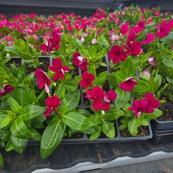 Teresitas plants 1/4 plug
