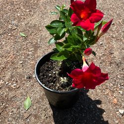 Mandevilla/Diplademia