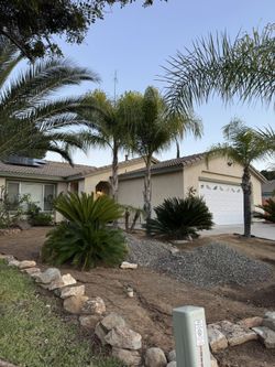 Mature Palms & Cycads for Sale – Buyer Removes - Prices Vary