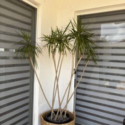 Beautiful Madagascar Plant With Wicket Basket. Make Me A Descant Offer Come Get It. 