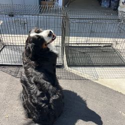 Dog Kennels