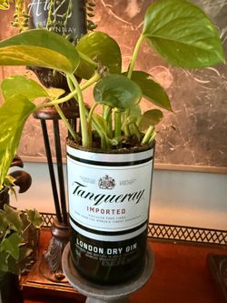 Golden Pothos in cut Tanqueray Bottle