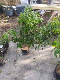 Sweetheart lychee trees