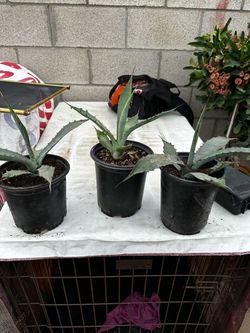 Agave durangensi
