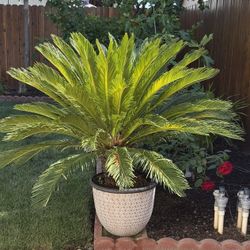 Very Large Healthy Sago Palm Plant 