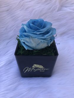 Preserved rose in vase