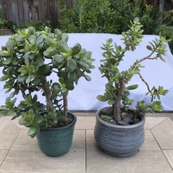 Small jade in pretty stone and ceramic pots 