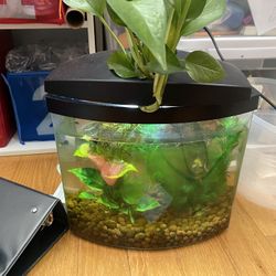 Fish Tank 5 Gallons