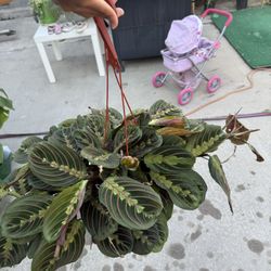 Prayer Plant