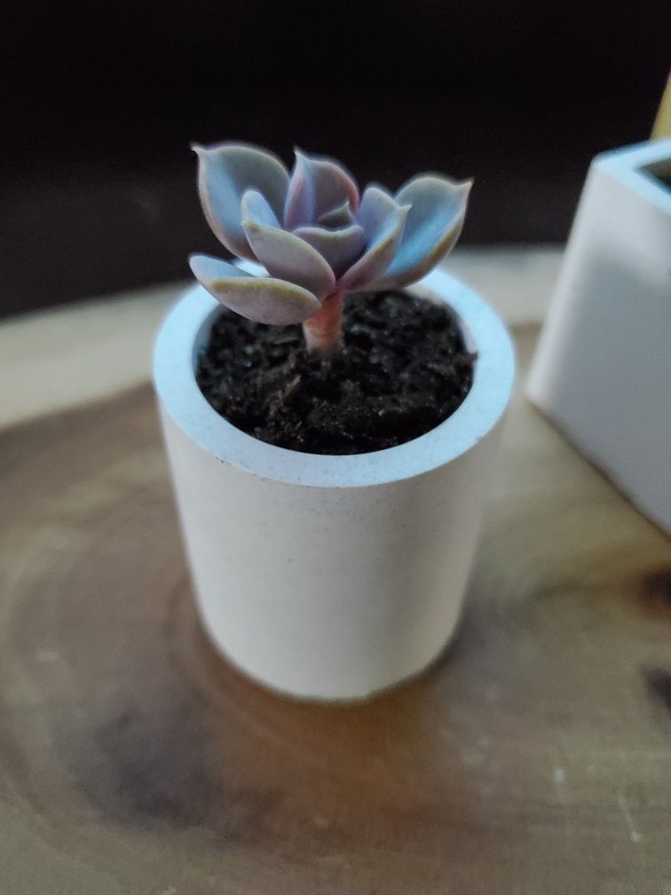 Succulent Planter Concrete Cylinder