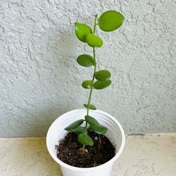 String Of  Coins  Plant 