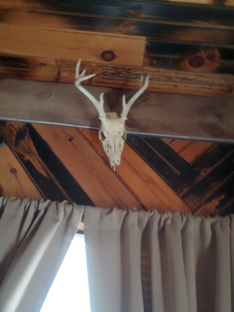 Skull Mount Whitetail