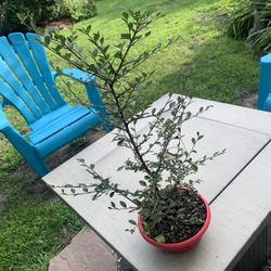 Chinese Elm Bonsai Tree Plant!! $40 Obo!! 