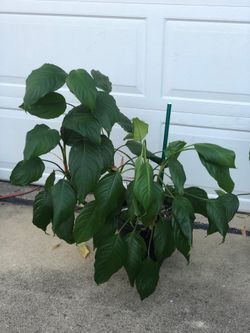 house plants