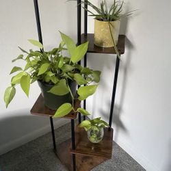 Plant Stand