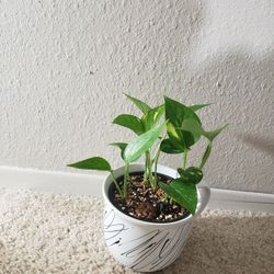 Healthy Jade Pothos in decorative pot