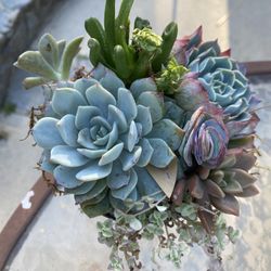 Potted succulents