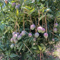 Mangos
