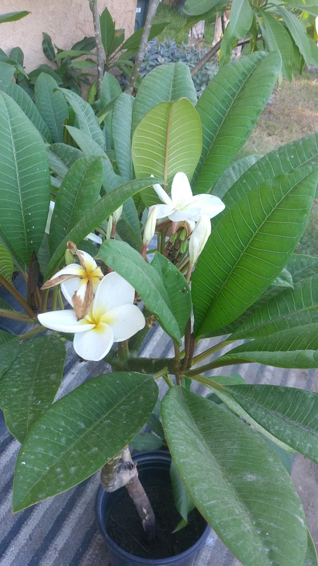plumeria plants