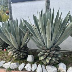 Full grown agave plants for sale or trade