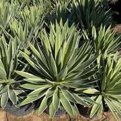 AGAVE ANGUVSTIFOLIA