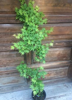 4-5' 'CORAL BARK' Japanese maple tree