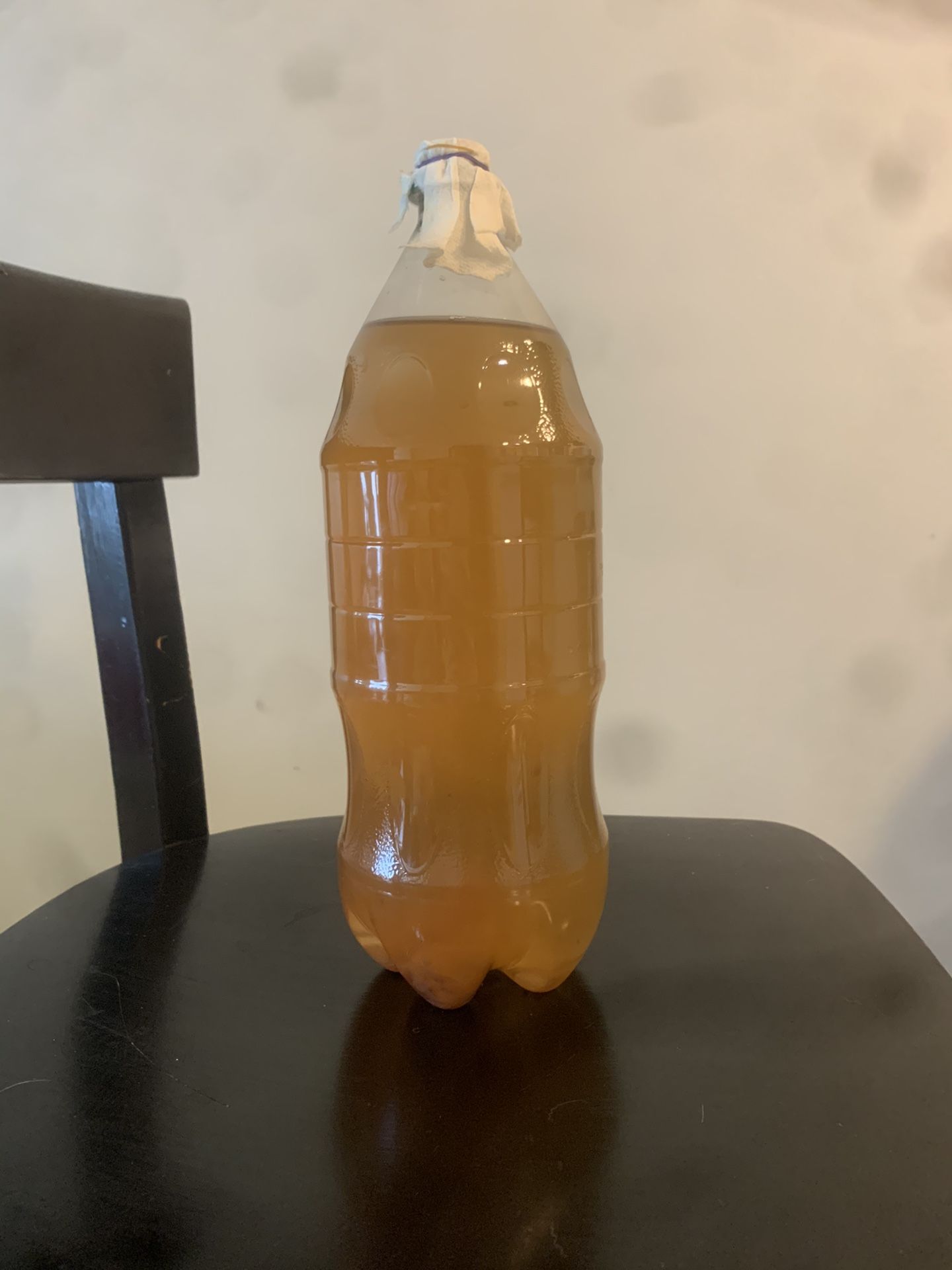 2 L bottle of Vinegar Eels. Live aquarium fish fry food. for Sale in