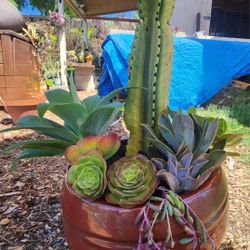 Euphorbia Ingens Cactus And Succulents Mix 