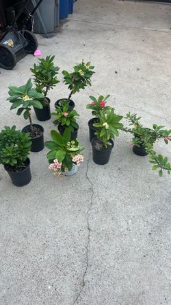 variedad de coronas de cristo