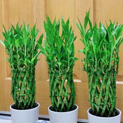 Lucky Bamboo 🪴 $25 each