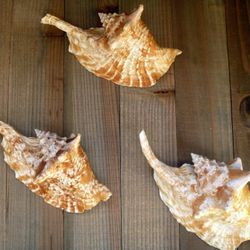 Rooster conch 6" strombus gallus roostertail shells seashells unique exotic decor
