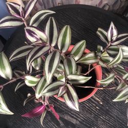 Tradescantia Zebrina in 5” Ceramic Pot