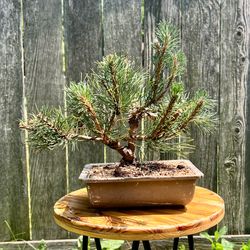 Bonsai - Mugo pine