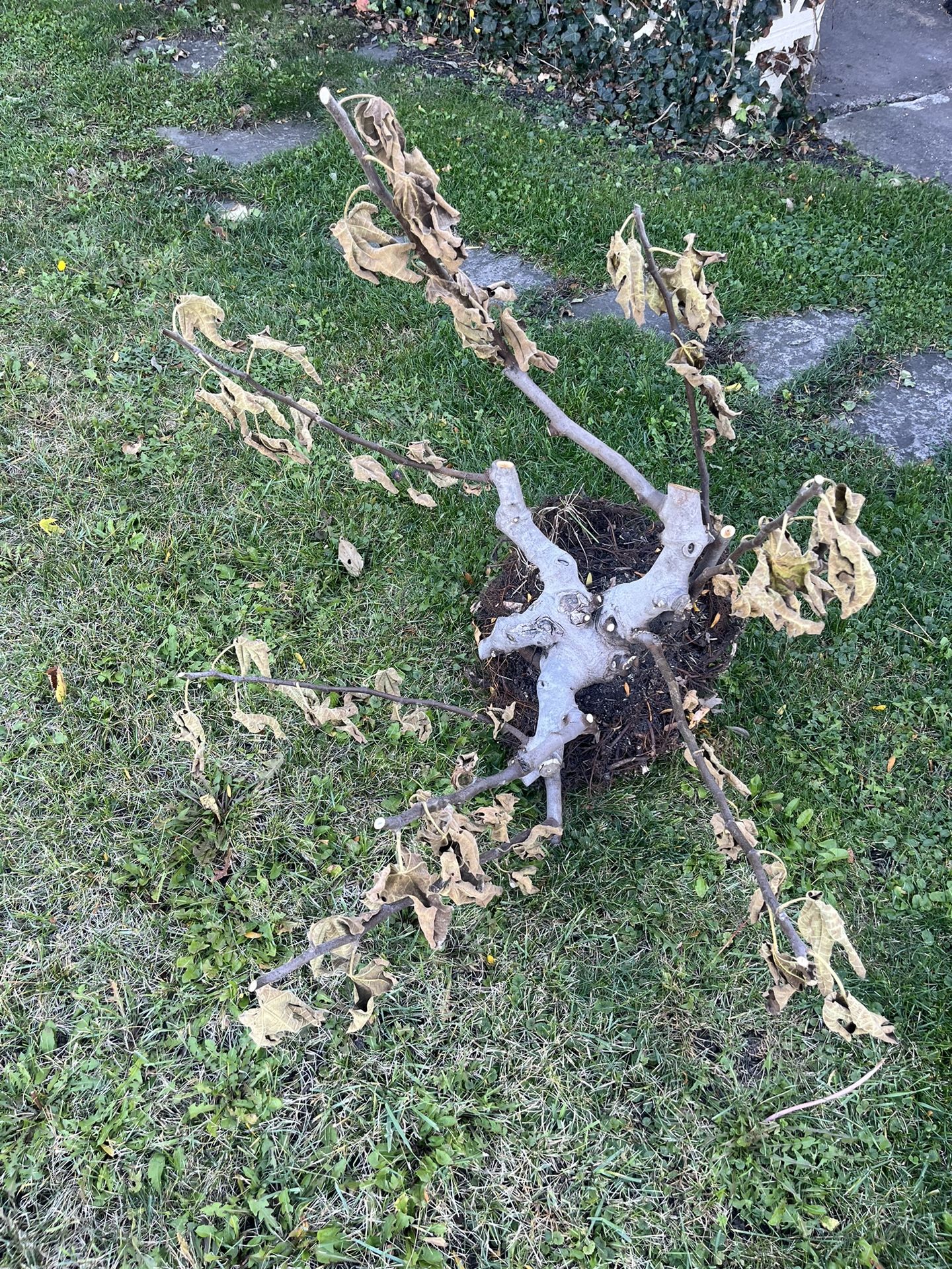 Italian Fig  Tree Just Dug Up Ready To Be Planted