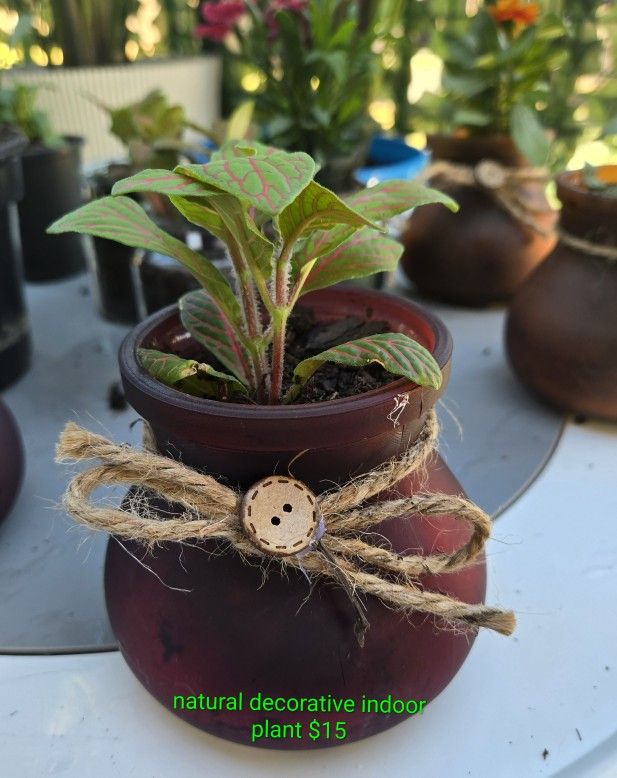 Natural Decorative House Plants