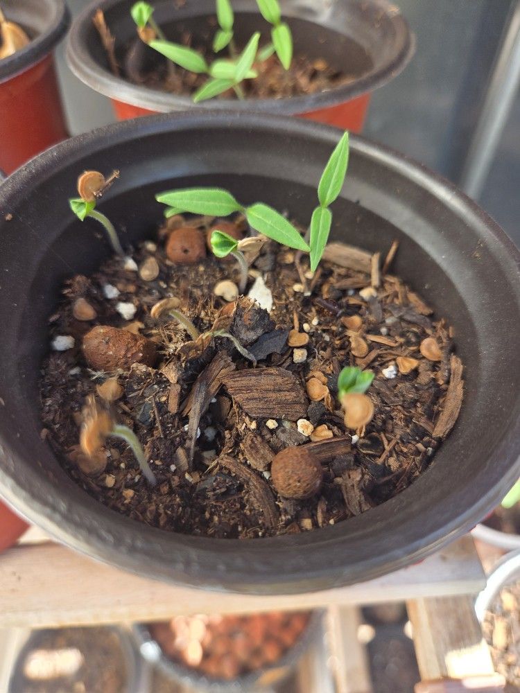 Datura wrighti Aka Moon Flower Seedlings In Pot
