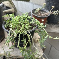Planta