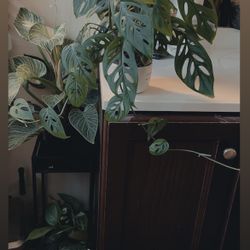 Monstera Swiss Cheese 