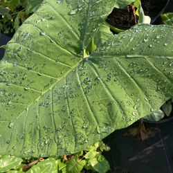 Elephant Ear Plant $30-$55