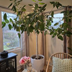 Oversized rubber plant with planter