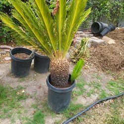 Palm Tree