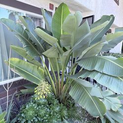Bird of paradise