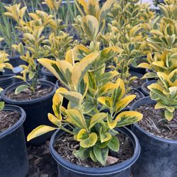 Golden Euonymus Shrub 