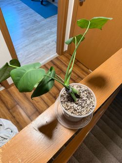 Live Monstera Deliciosa Starter Plant