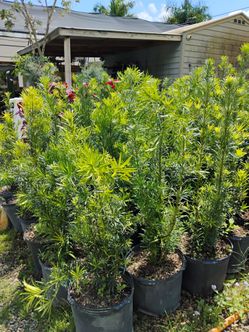 Podocarpus Hedges on sale now $19