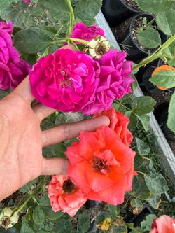 🌹Queen Mary / Sweet Orange / Purple Roses Plant in 5 gallon